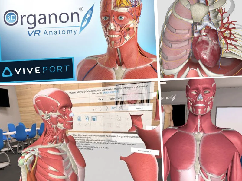 Medical Education: 3D Organon VR Platform